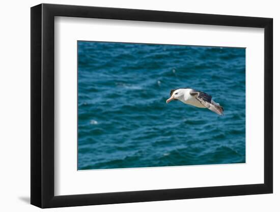 Black-browed albatross (Thalassarche melanophris), Saunders Island, Falklands, South America-Michael Runkel-Framed Photographic Print