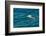 Black-browed albatross (Thalassarche melanophris), Saunders Island, Falklands, South America-Michael Runkel-Framed Photographic Print