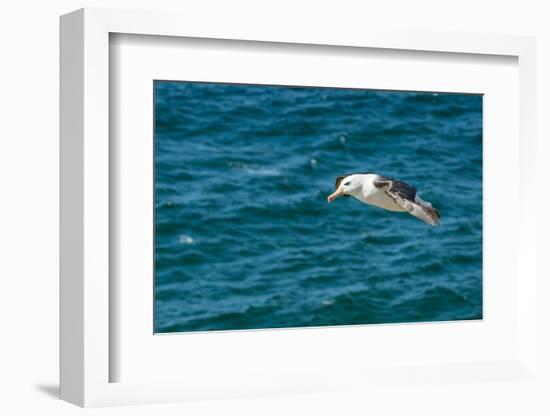 Black-browed albatross (Thalassarche melanophris), Saunders Island, Falklands, South America-Michael Runkel-Framed Photographic Print