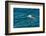 Black-browed albatross (Thalassarche melanophris), Saunders Island, Falklands, South America-Michael Runkel-Framed Photographic Print