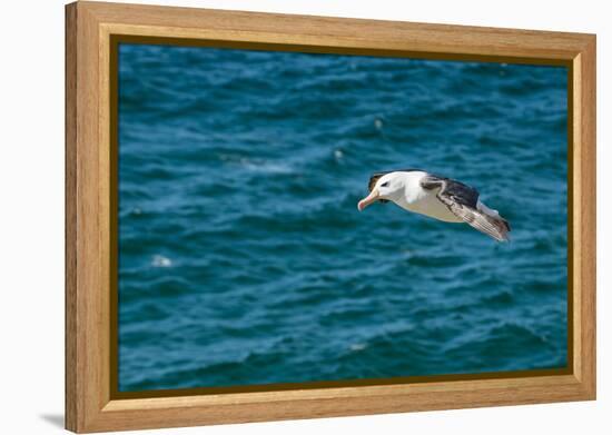 Black-browed albatross (Thalassarche melanophris), Saunders Island, Falklands, South America-Michael Runkel-Framed Premier Image Canvas