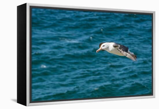 Black-browed albatross (Thalassarche melanophris), Saunders Island, Falklands, South America-Michael Runkel-Framed Premier Image Canvas