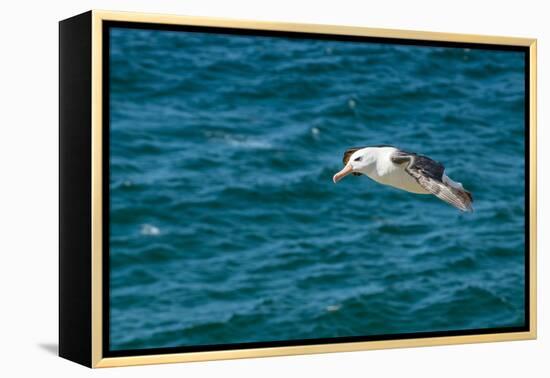 Black-browed albatross (Thalassarche melanophris), Saunders Island, Falklands, South America-Michael Runkel-Framed Premier Image Canvas