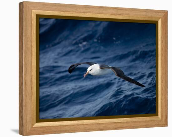Black-Browed Albatross (Thalassarche Melanophrys), Southern Ocean, Antarctic, Polar Regions-Thorsten Milse-Framed Premier Image Canvas