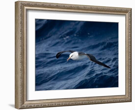 Black-Browed Albatross (Thalassarche Melanophrys), Southern Ocean, Antarctic, Polar Regions-Thorsten Milse-Framed Photographic Print