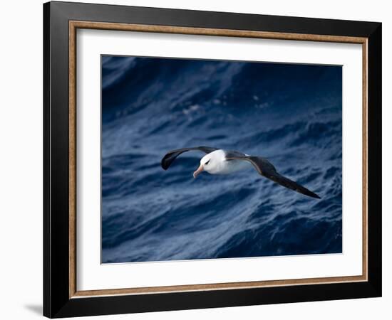 Black-Browed Albatross (Thalassarche Melanophrys), Southern Ocean, Antarctic, Polar Regions-Thorsten Milse-Framed Photographic Print