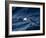 Black-Browed Albatross (Thalassarche Melanophrys), Southern Ocean, Antarctic, Polar Regions-Thorsten Milse-Framed Photographic Print