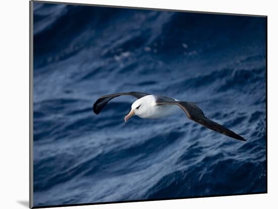 Black-Browed Albatross (Thalassarche Melanophrys), Southern Ocean, Antarctic, Polar Regions-Thorsten Milse-Mounted Photographic Print