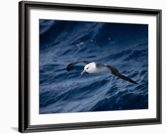 Black-Browed Albatross (Thalassarche Melanophrys), Southern Ocean, Antarctic, Polar Regions-Thorsten Milse-Framed Photographic Print