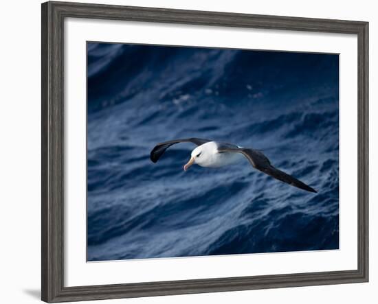 Black-Browed Albatross (Thalassarche Melanophrys), Southern Ocean, Antarctic, Polar Regions-Thorsten Milse-Framed Photographic Print