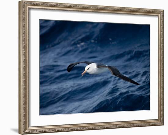 Black-Browed Albatross (Thalassarche Melanophrys), Southern Ocean, Antarctic, Polar Regions-Thorsten Milse-Framed Photographic Print