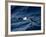 Black-Browed Albatross (Thalassarche Melanophrys), Southern Ocean, Antarctic, Polar Regions-Thorsten Milse-Framed Photographic Print