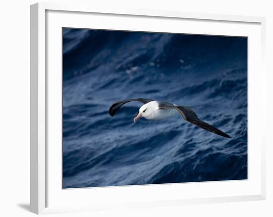 Black-Browed Albatross (Thalassarche Melanophrys), Southern Ocean, Antarctic, Polar Regions-Thorsten Milse-Framed Photographic Print