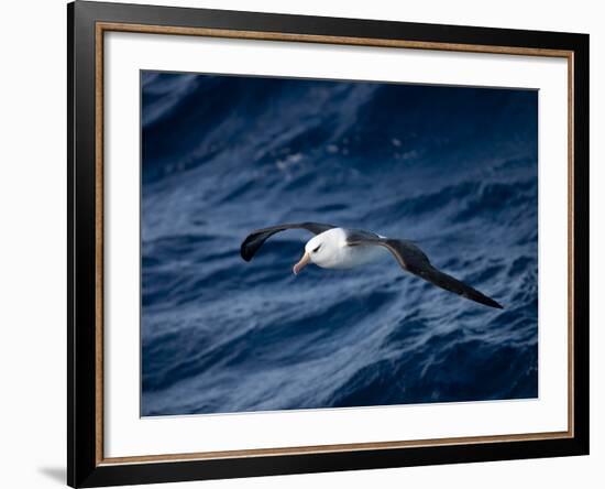 Black-Browed Albatross (Thalassarche Melanophrys), Southern Ocean, Antarctic, Polar Regions-Thorsten Milse-Framed Photographic Print