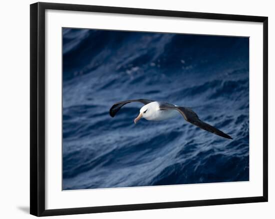 Black-Browed Albatross (Thalassarche Melanophrys), Southern Ocean, Antarctic, Polar Regions-Thorsten Milse-Framed Photographic Print