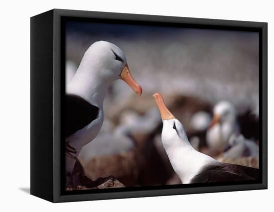 Black Browed Albatross-Charles Sleicher-Framed Premier Image Canvas