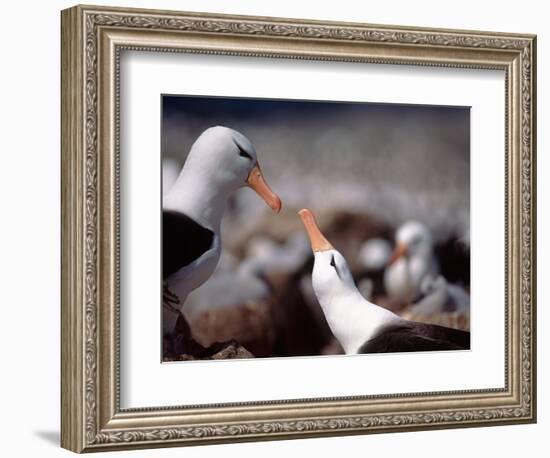 Black Browed Albatross-Charles Sleicher-Framed Photographic Print