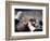 Black Browed Albatross-Charles Sleicher-Framed Photographic Print