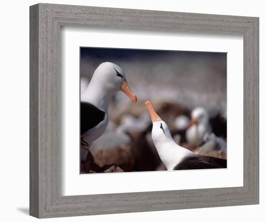 Black Browed Albatross-Charles Sleicher-Framed Photographic Print