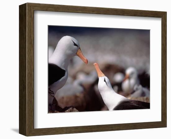 Black Browed Albatross-Charles Sleicher-Framed Photographic Print