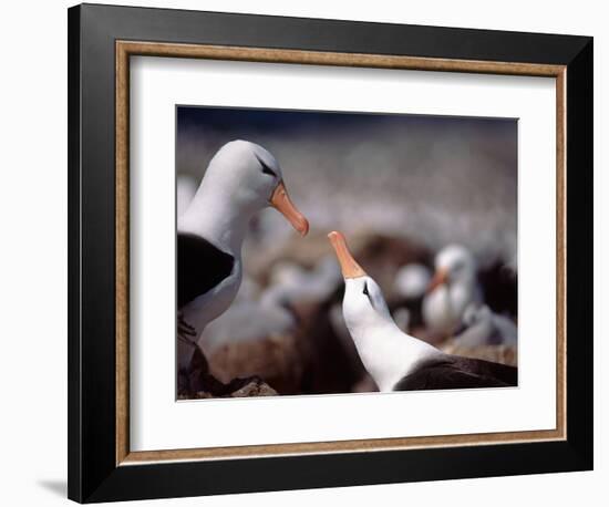 Black Browed Albatross-Charles Sleicher-Framed Photographic Print