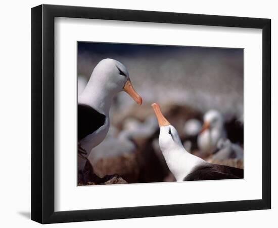 Black Browed Albatross-Charles Sleicher-Framed Photographic Print