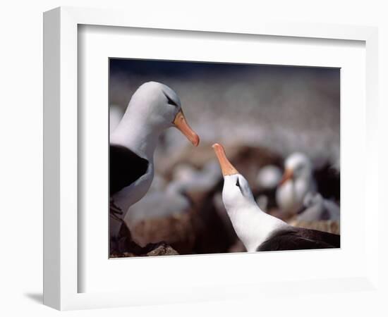 Black Browed Albatross-Charles Sleicher-Framed Photographic Print