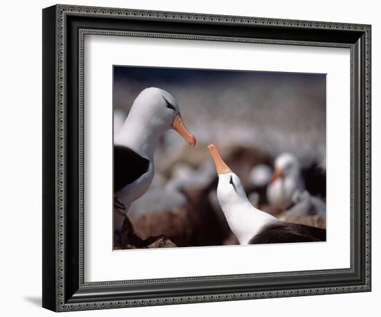 Black Browed Albatross-Charles Sleicher-Framed Photographic Print