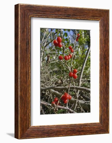 Black Bryony Berries (Dioscoria Communis) on Climbing Stems in Woodland-Nick Upton-Framed Photographic Print