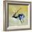 Black Buck, Velavadar, 1997-Mark Adlington-Framed Giclee Print