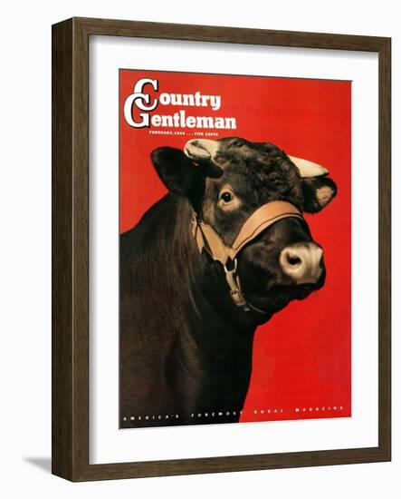 "Black Bull," Country Gentleman Cover, February 1, 1944-Salvadore Pinto-Framed Giclee Print