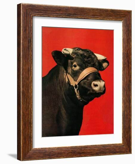 "Black Bull,"February 1, 1944-Salvadore Pinto-Framed Giclee Print