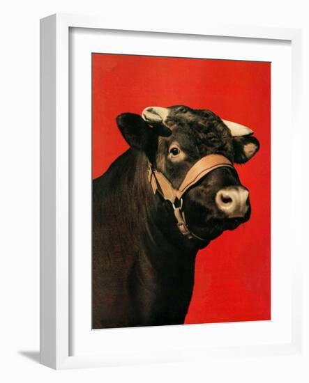 "Black Bull,"February 1, 1944-Salvadore Pinto-Framed Giclee Print