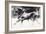 Black Bull-Mark Adlington-Framed Giclee Print