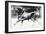 Black Bull-Mark Adlington-Framed Giclee Print