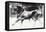 Black Bull-Mark Adlington-Framed Premier Image Canvas