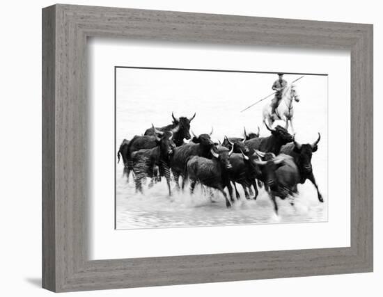 Black Bulls of Camargue and their Herder Running Through the Water, Camargue, France-Nadia Isakova-Framed Photographic Print