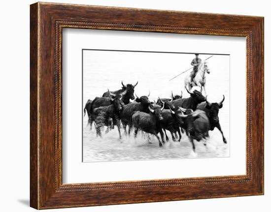 Black Bulls of Camargue and their Herder Running Through the Water, Camargue, France-Nadia Isakova-Framed Photographic Print