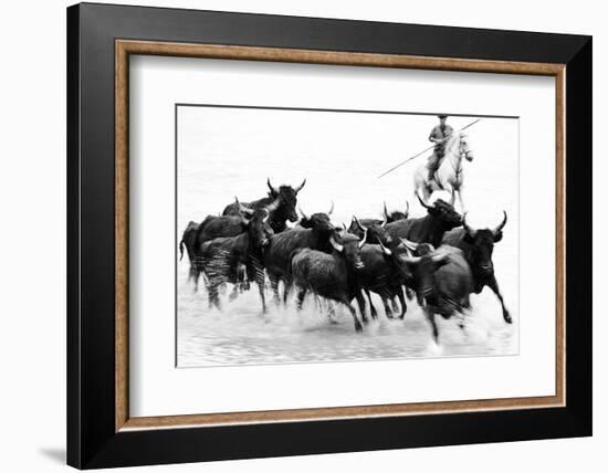 Black Bulls of Camargue and their Herder Running Through the Water, Camargue, France-Nadia Isakova-Framed Photographic Print