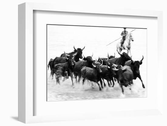 Black Bulls of Camargue and their Herder Running Through the Water, Camargue, France-Nadia Isakova-Framed Photographic Print