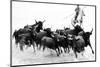 Black Bulls of Camargue and their Herder Running Through the Water, Camargue, France-Nadia Isakova-Mounted Photographic Print