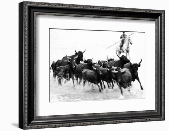 Black Bulls of Camargue and their Herder Running Through the Water, Camargue, France-Nadia Isakova-Framed Photographic Print