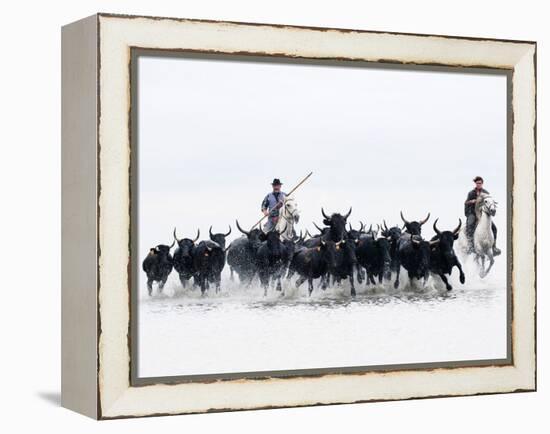 Black Bulls of Camargue and their Herders Running Through the Water, Camargue, France-Nadia Isakova-Framed Premier Image Canvas