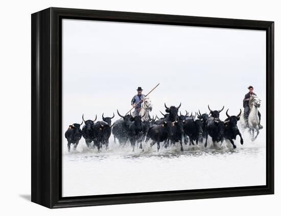 Black Bulls of Camargue and their Herders Running Through the Water, Camargue, France-Nadia Isakova-Framed Premier Image Canvas