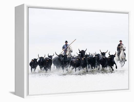 Black Bulls of Camargue and their Herders Running Through the Water, Camargue, France-Nadia Isakova-Framed Premier Image Canvas