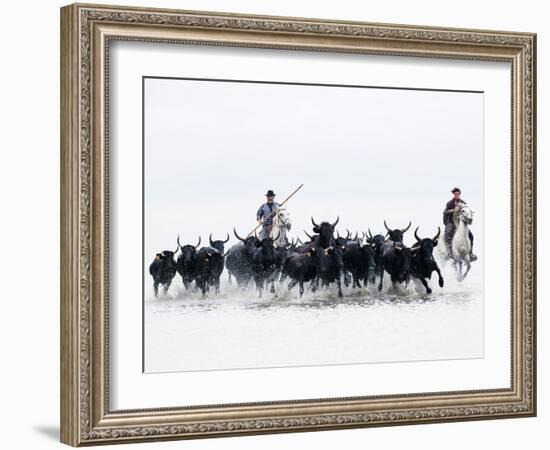 Black Bulls of Camargue and their Herders Running Through the Water, Camargue, France-Nadia Isakova-Framed Photographic Print