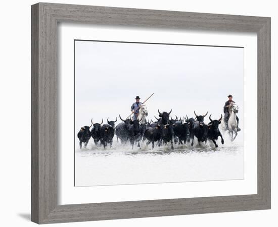 Black Bulls of Camargue and their Herders Running Through the Water, Camargue, France-Nadia Isakova-Framed Photographic Print