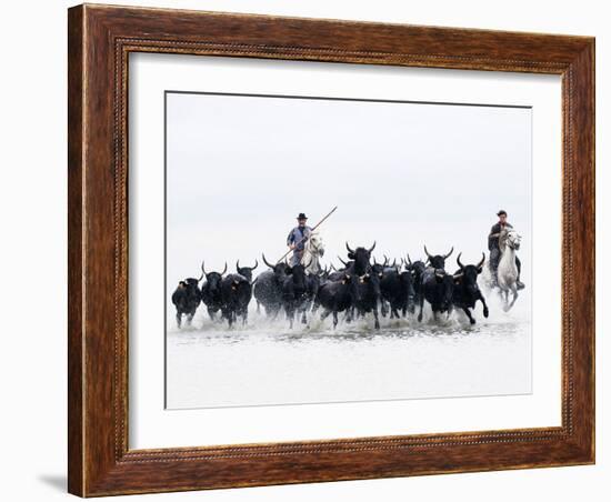 Black Bulls of Camargue and their Herders Running Through the Water, Camargue, France-Nadia Isakova-Framed Photographic Print