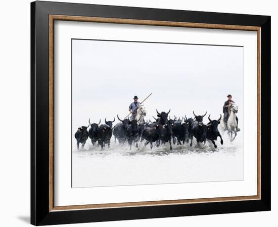 Black Bulls of Camargue and their Herders Running Through the Water, Camargue, France-Nadia Isakova-Framed Photographic Print