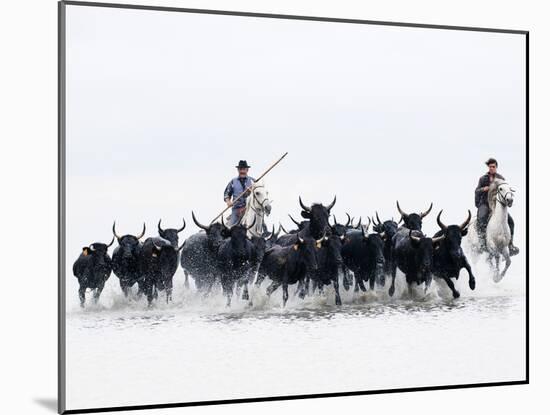 Black Bulls of Camargue and their Herders Running Through the Water, Camargue, France-Nadia Isakova-Mounted Photographic Print